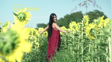 asian sunflower in the hay