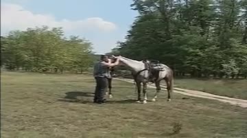 Horse Trainer