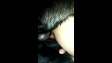 Girl doing double penetration with 2 dogs